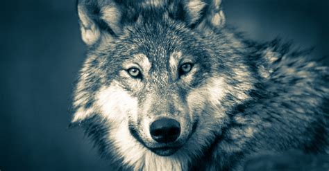 Wolf Dschungel Wölfe Nacht Kostenloses Stock Bild Public Domain