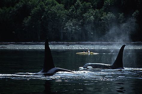 Whale Watching In Bc British Columbia Travel And Adventure Vacations