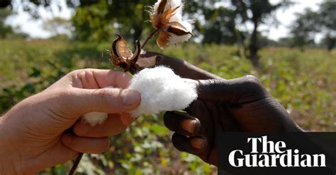 The Eco Guide To Cleaner Cotton Lucy Siegle Environment The Guardian