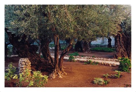 Garden Of Gethsemane From Luke 22 39 And He Came Out And Flickr