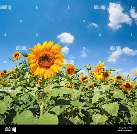 Blooming Sunflower Stock Photo Alamy