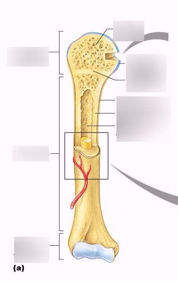 There are five types of human bones: Long Bone Labeled / Figure 1 11 Longitudinal Section Of A ...
