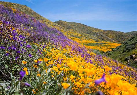 Desert Wildflower Reports For Southern California By Desertusa