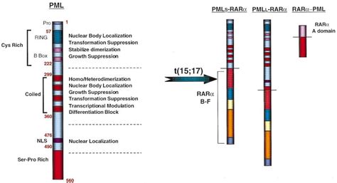 Functional Domains Of The Pml Protein And Structure Of The Pml Rar And
