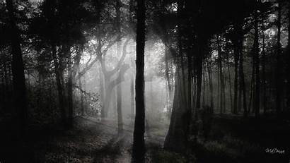 Dark Forest Wallpapers Desktop Woods Background Deep