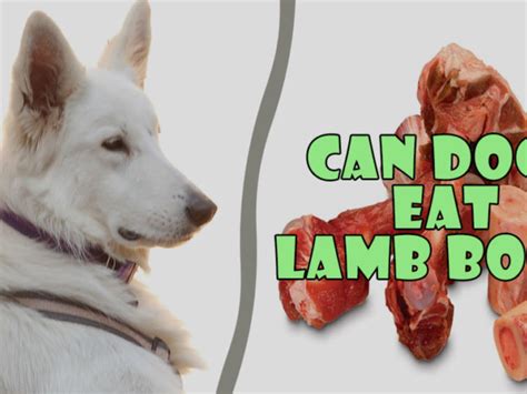 18 Can Dogs Eat Cooked Lamb Bones Home