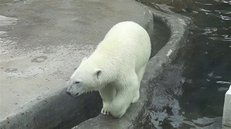 Moscow Zoo Crazy White Bear Youtube