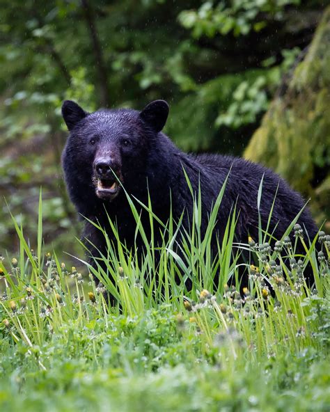 Take Action To Preserve New Jersey Bear Hunt Backcountry Hunters And