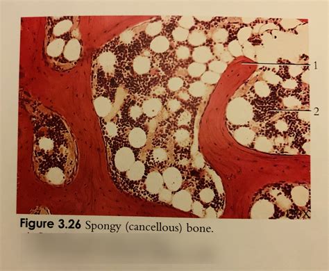 Week 6 Fig 326 Spongy Cancellous Bone Diagram Quizlet