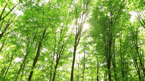 Summer Forest Trees Nature Green Wood Sunlight Backgrounds Stock