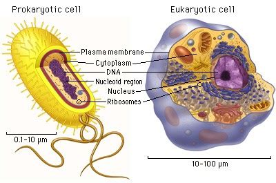 The nucleus (containing the genetic information of the cell), the mitochondria (site of cellular respiration), or the chloroplast (site of photosynthesis in plants). Prokaryotes vs Eukaryotes - melissa's biology