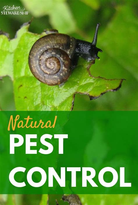 Do not use a dish soap that contains bleach) Natural Ways to Control Pests in Your Organic Garden
