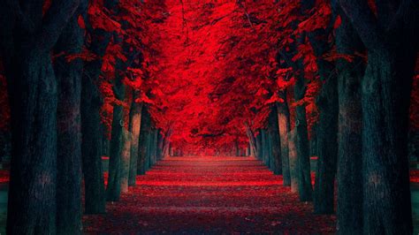 Free Download Red Trees Pathway Hd Wallpaper Fullhdwpp Full Hd