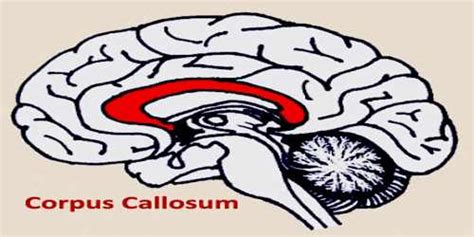 Corpus Callosum Assignment Point