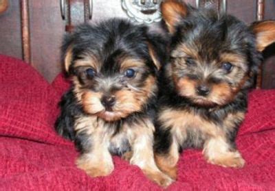 adorable teacup yorkie puppies   adoption