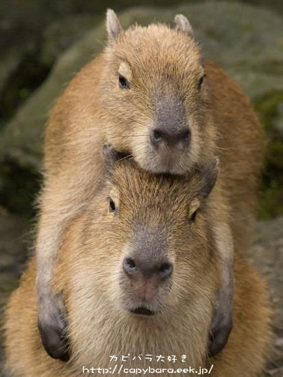 712 Best Capybara Cool Images Capybara Animals Cute Animals