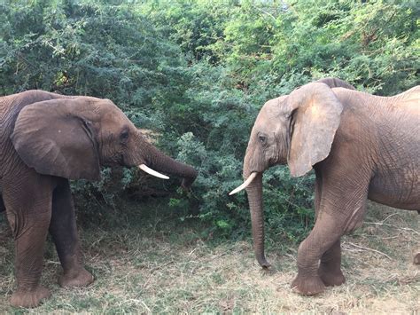 Best Friends Animal Kingdon Elephant Love Elephant Pictures
