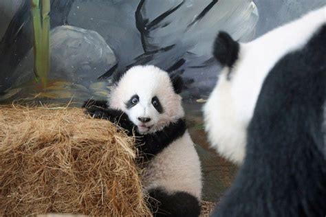 Giant Panda Cubs Mei Lun And Mei Huan At The Zoo Atlanta Flickr