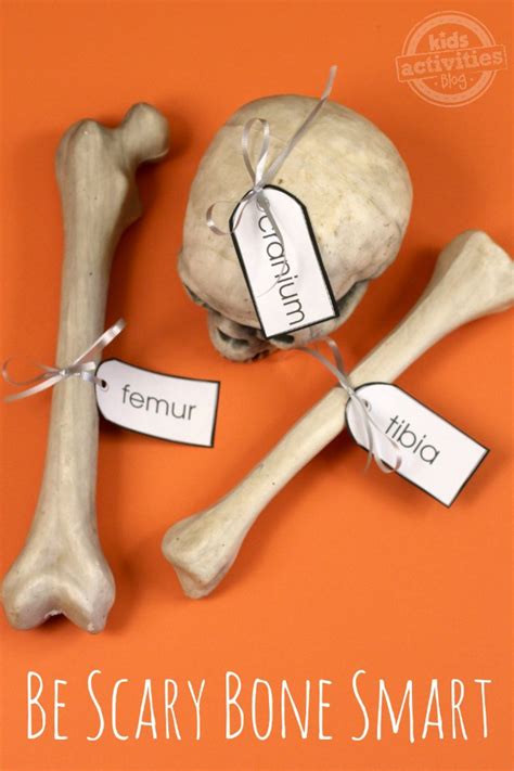 Skeleton Bones Simple Human Anatomy For Kids