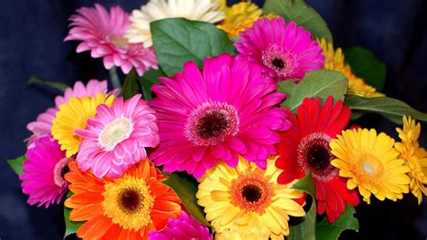 Gerbera Flower Bouquet Bright Colorful Floral Hd Flowers Wallpapers