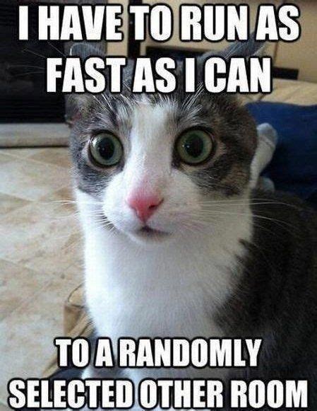 70 Funny Cat Memes Waar Iedereen Mee Te Maken Kan Hebben Bayart