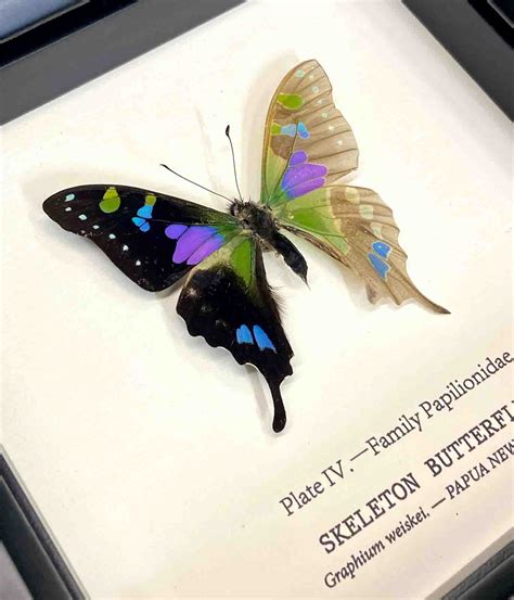 Preserved Insect Specimen Graphium Weiskei Descaled Butterfly Skeleton