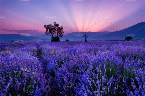 Beautiful Image Of Lavender Field In 2020 Sunset Landscape Nature