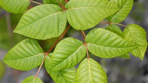 Summer Pests Quiz Poison Ivy Itch Explore Awesome Activities