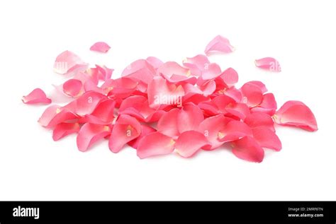 Pile Of Fresh Pink Rose Petals On White Background Stock Photo Alamy