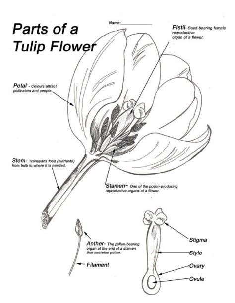 18 Parts Of A Tulip Lucindamegan