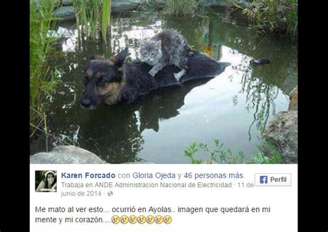 Facebook La Foto De Este Perro Con Un Gato Se Volvió Viral Por Una