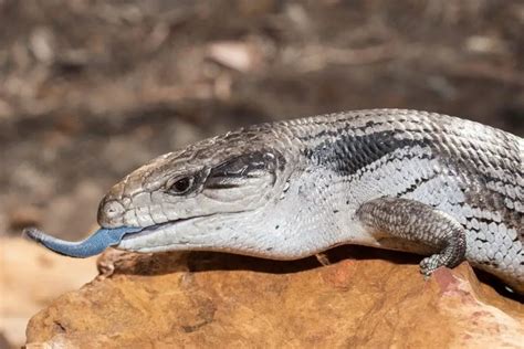 Are Blue Tongued Skinks Good For Beginners