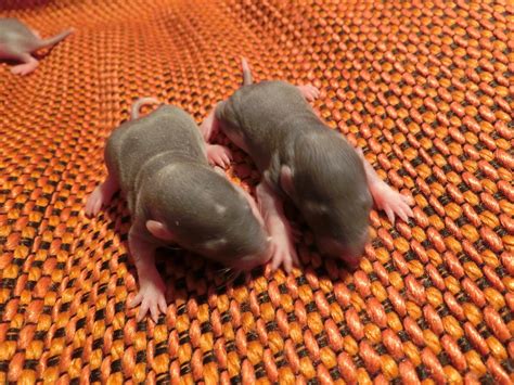 Nau Speak Baby Rat Growth And Development Part 1 The First 10 Days