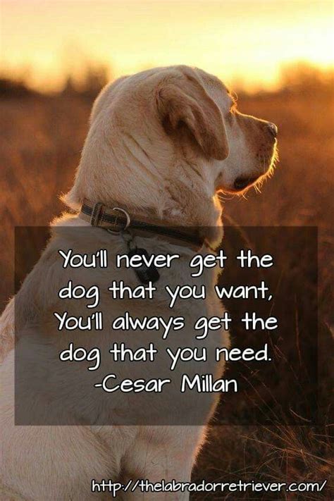 Heartwarming Animals Great Dog Quotes Image Gallery Mindful Animal