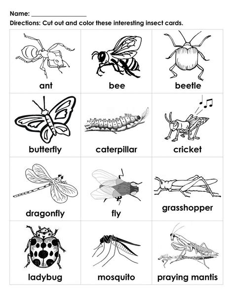 Insect Parts Worksheet 2nd Grade