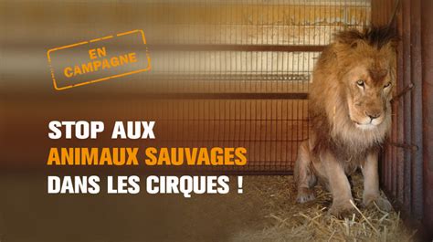 Pétition Stop Aux Animaux Sauvages Dans Les Cirques One Voice