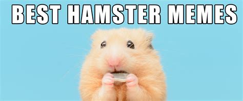 Need A Laugh Check Out These Hamster Memes Small Pet