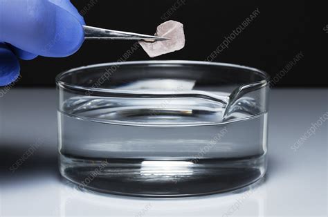 Sodium reacts with water, 1 of 4 - Stock Image - C050/4872 - Science ...