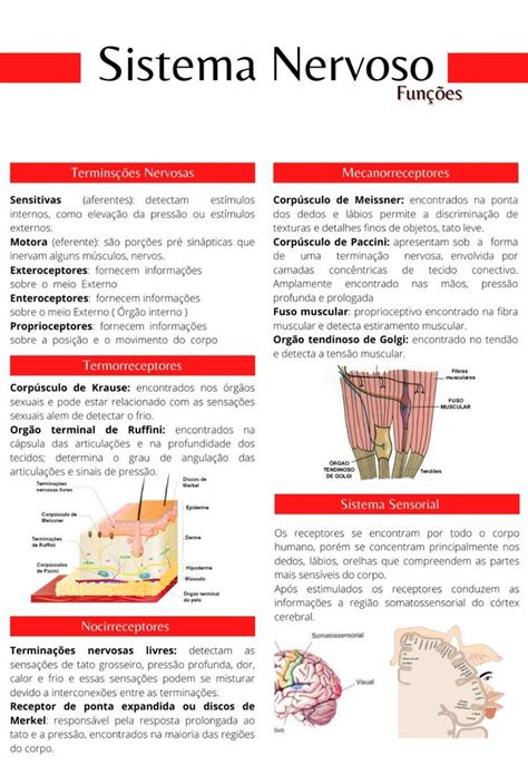 Mapa Mental Sobre Sistema Nervoso Study Maps Artofit