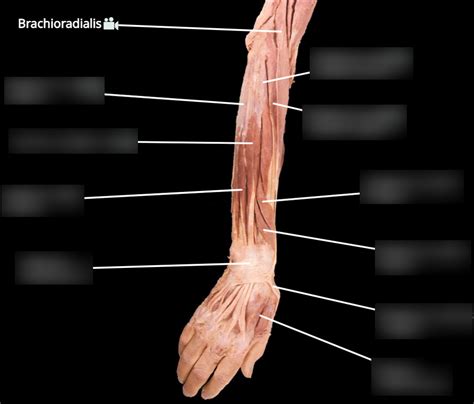 Forearm Superficial Muscles Posterior View Diagram Quizlet