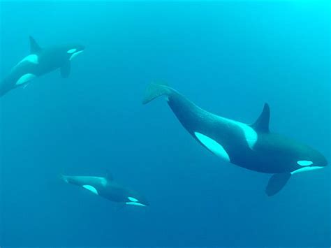 Killer Whales Swimming