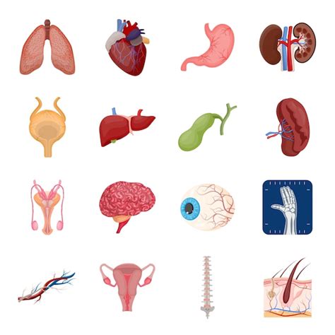 Conjunto De Iconos De Dibujos Animados De órganos Humanos Internos