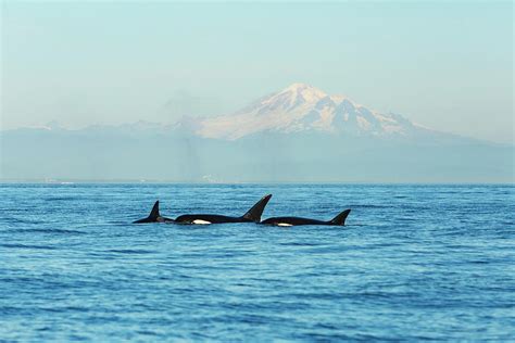 Transient Orca Killer Whales Pacific Photograph By Stuart Westmorland