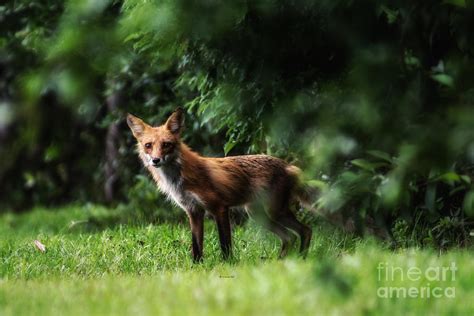 Red Fox Photograph By Francine Hall Fine Art America