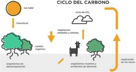 ¿cuál Es El Ciclo Del Carbono Revista Ambiente