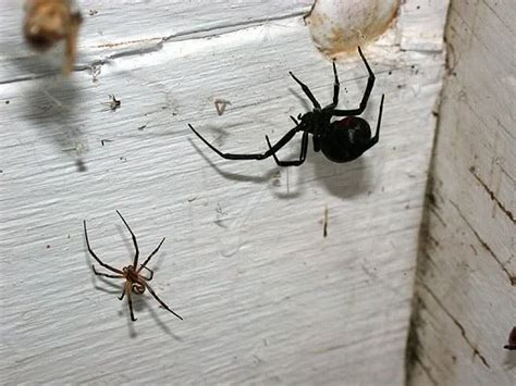 Any Idea What Type Of Spider To Make Sure Its Not Venomous R