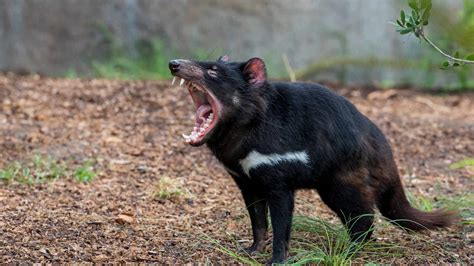 55 Feral Tasmanian Devil Facts That Will Shock You