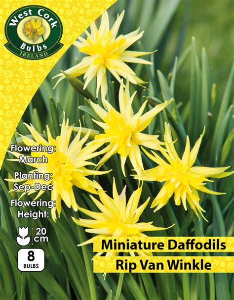 Daffodil Bulbs Greens Of Ireland