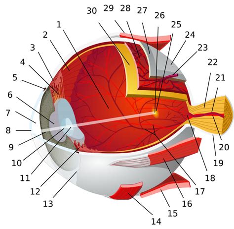 Eye Shine Comes From The Tapetum A Membrane In The Eye That Reflects