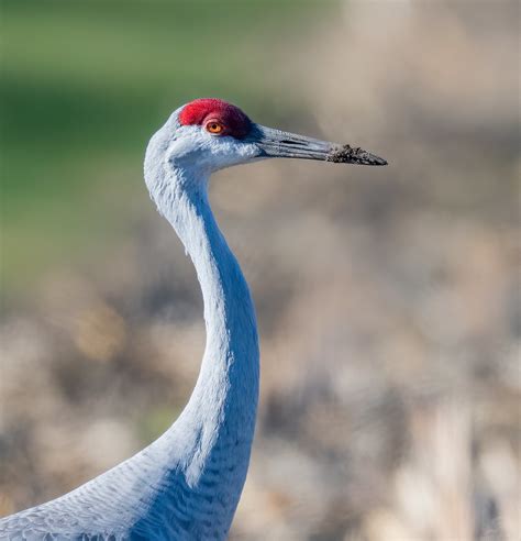 Flickriver Most Interesting Photos From Indiana Audubon Societys Bird